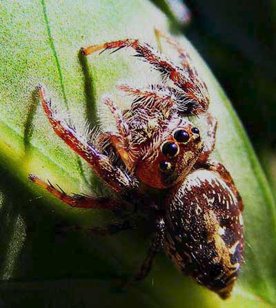 
 Garden Jumping Spider, female.